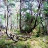 images/Schweden/Schweden 2009/IMG_4495.jpg